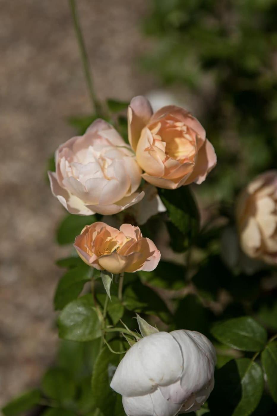 Moreton-in-Marsh Two Rose Walk Cottage Cotswolds מראה חיצוני תמונה